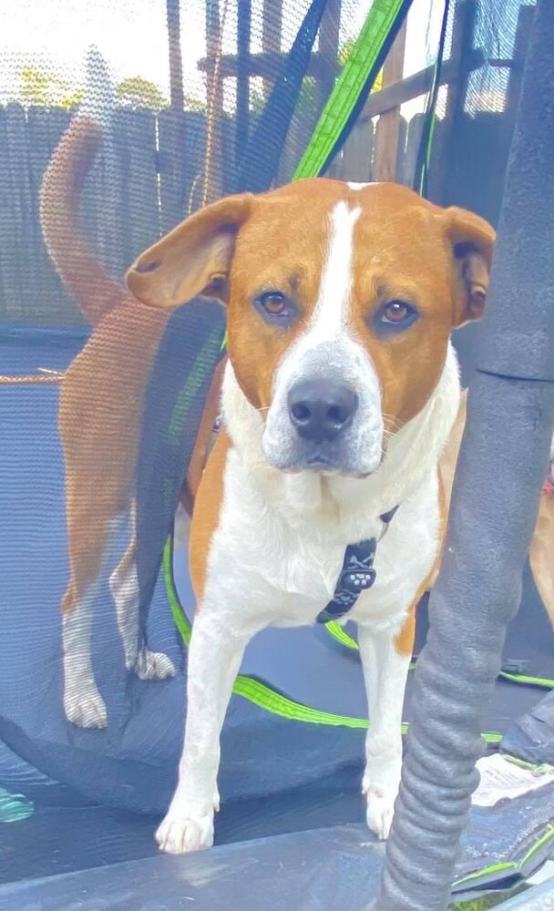 Enlarge Zigg, a Adoptable Boxer in Milton, FL image 4/6