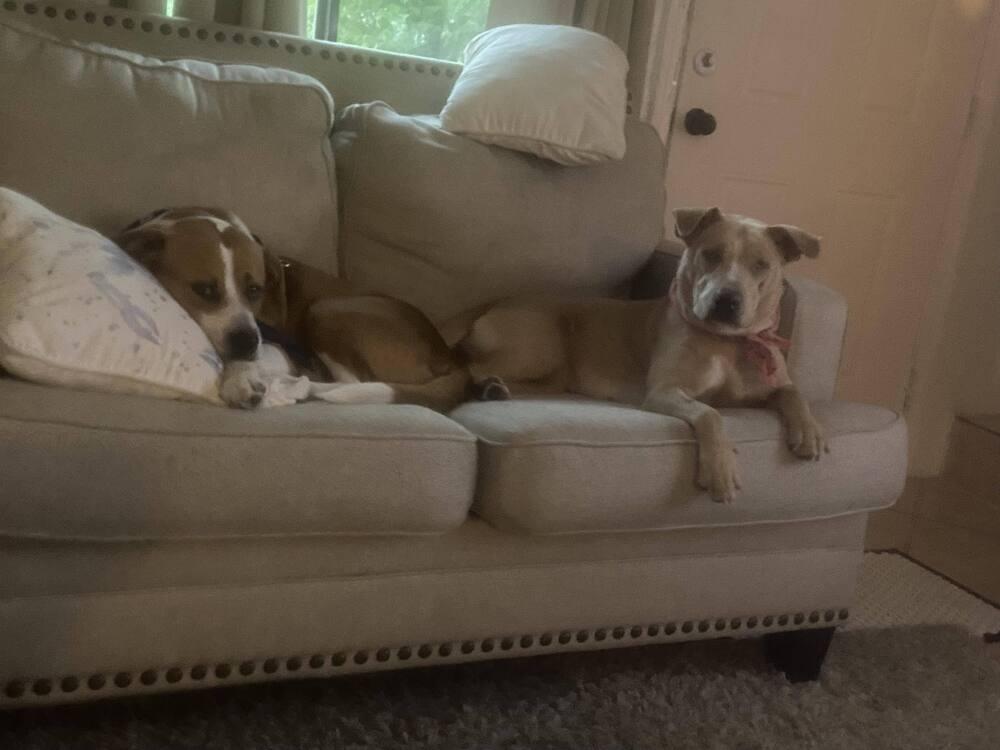 Enlarge Zigg, a Adoptable Boxer in Milton, FL image 5/6