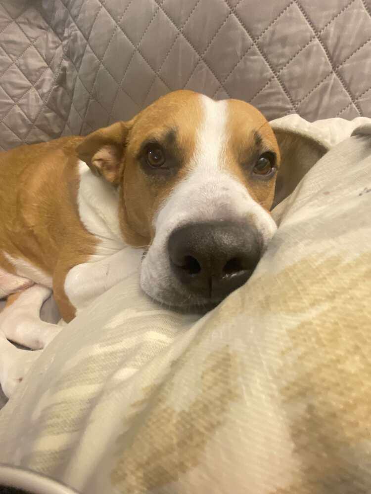 Enlarge Zigg, a Adoptable Boxer in Milton, FL image 6/6