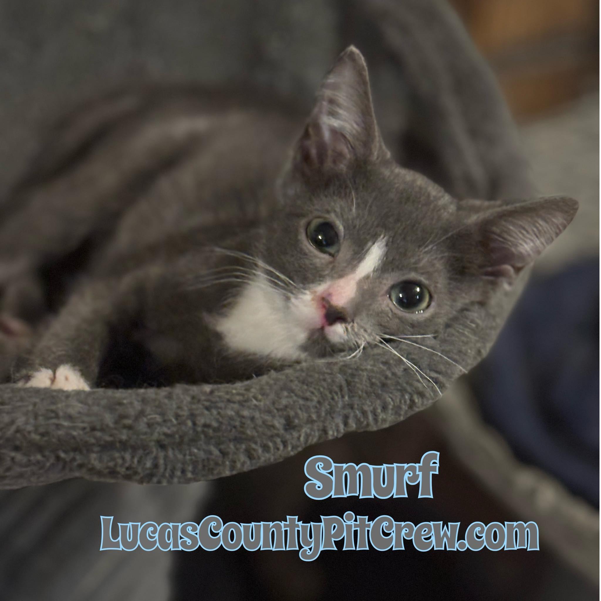 Smurf, Baby Male American Shorthair