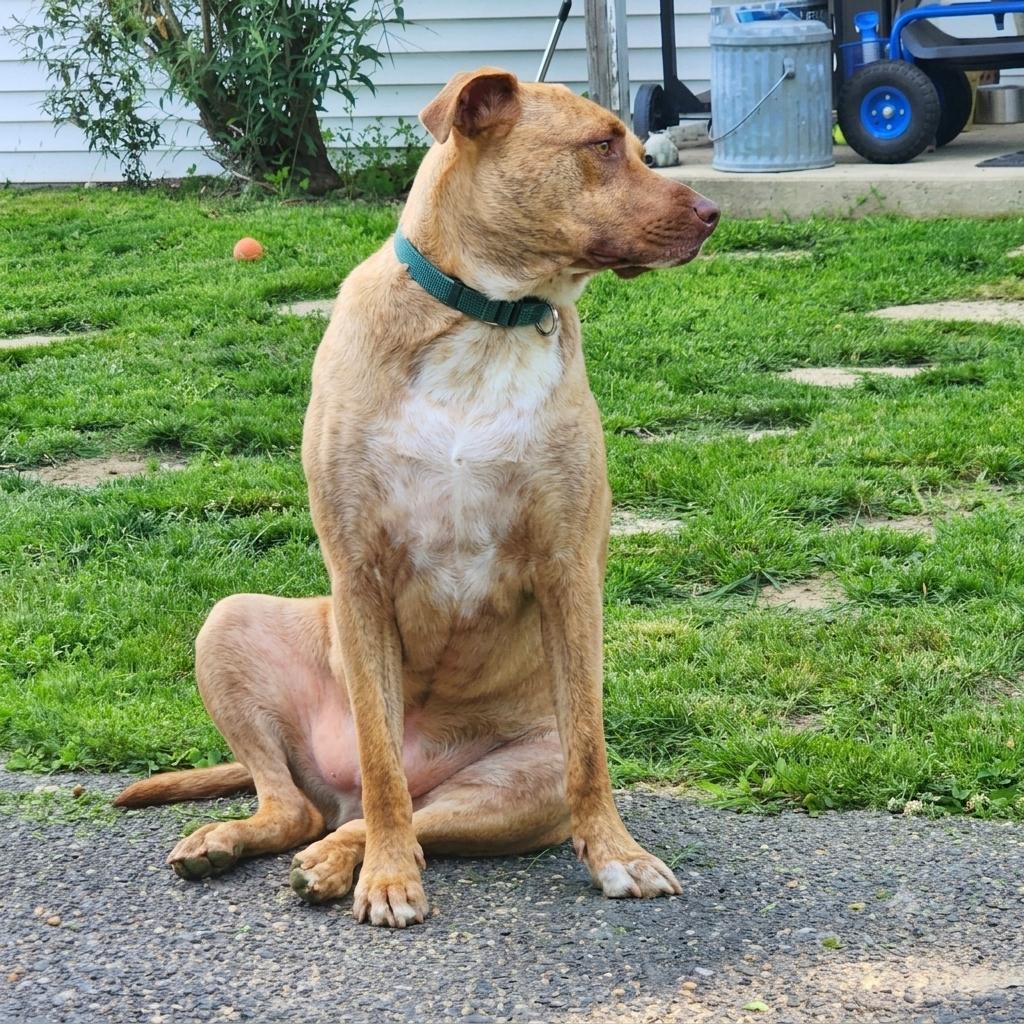 Enlarge Abster - 100lbs of true love, a Adoptable mixed breed in Bedminster, NJ image 4/6
