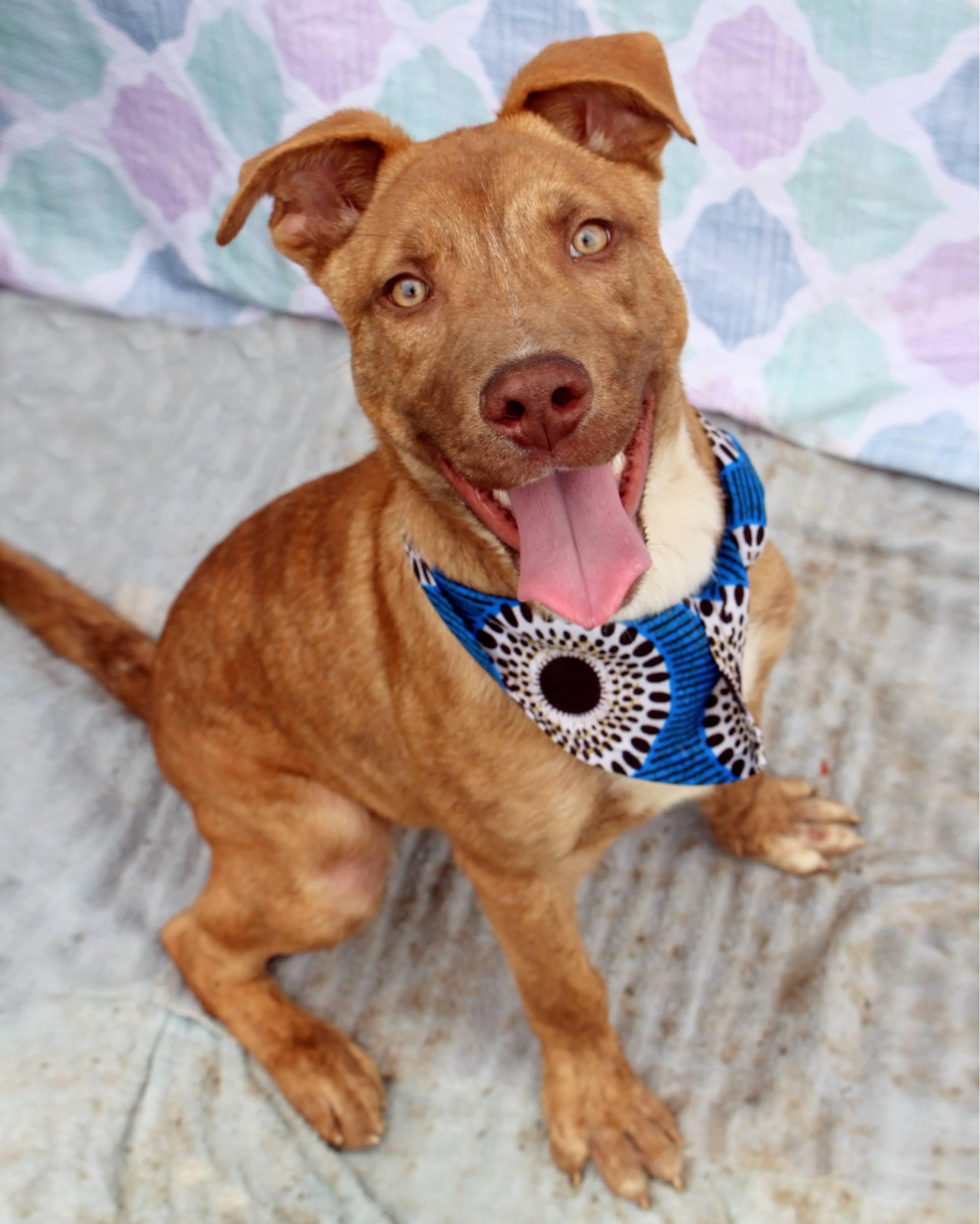 Enlarge Abster - 100lbs of true love, a Adoptable mixed breed in Bedminster, NJ image 1/6