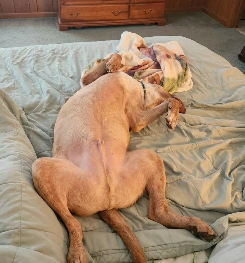 Enlarge Abster - 100lbs of true love, a Adoptable mixed breed in Bedminster, NJ image 5/6