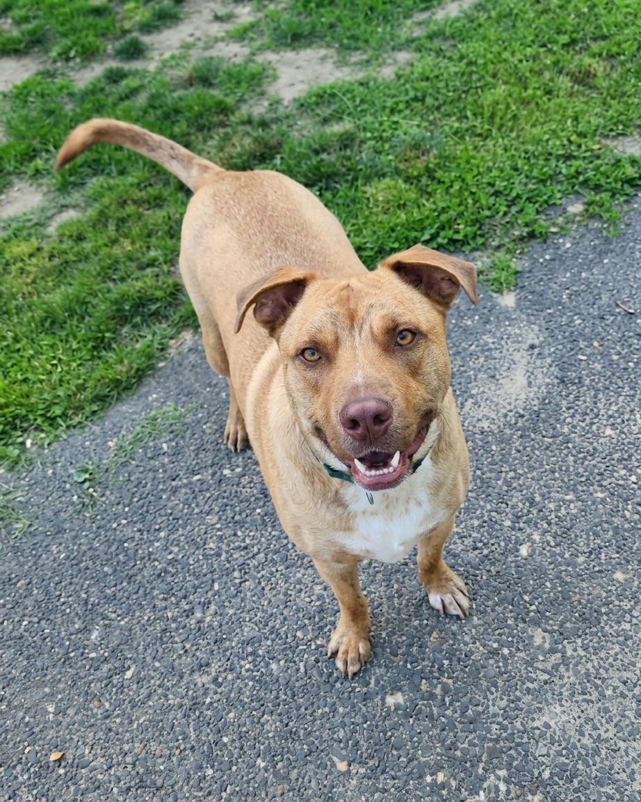 Enlarge Abster - 100lbs of true love, a Adoptable mixed breed in Bedminster, NJ image 2/6