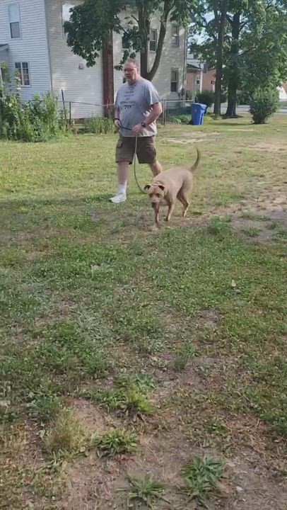 Enlarge Abster - 100lbs of true love, a Adoptable mixed breed in Bedminster, NJ video 3/6