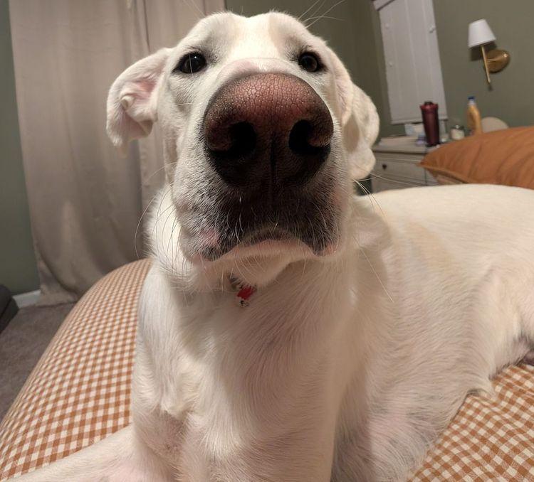 Enlarge Winston, a ADOPTABLE Great Pyrenees in Larkspur, CO image 4/5