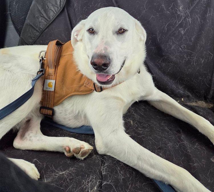 Enlarge Winston, a ADOPTABLE Great Pyrenees in Larkspur, CO image 3/5