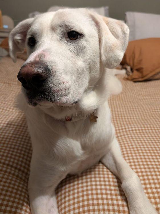 Enlarge Winston, a ADOPTABLE Great Pyrenees in Larkspur, CO image 5/5
