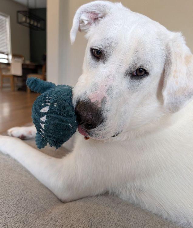 Enlarge Winston, a ADOPTABLE Great Pyrenees in Larkspur, CO image 2/5