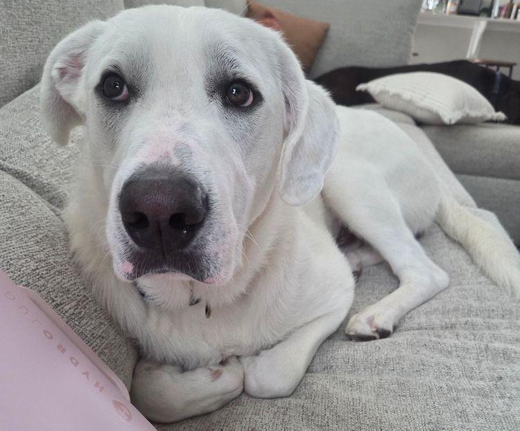 Enlarge Winston, a ADOPTABLE Great Pyrenees in Larkspur, CO image 1/5