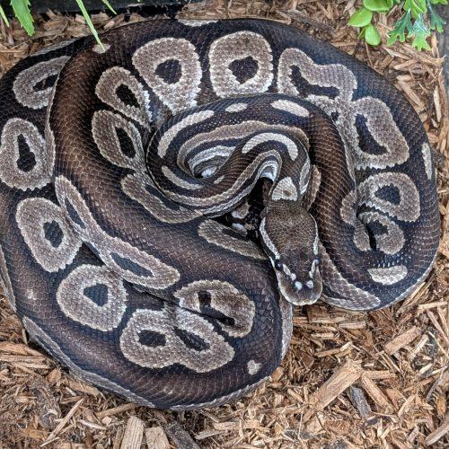 Enlarge King, a ADOPTABLE Ball Python in Pefferlaw, ON image 1/1