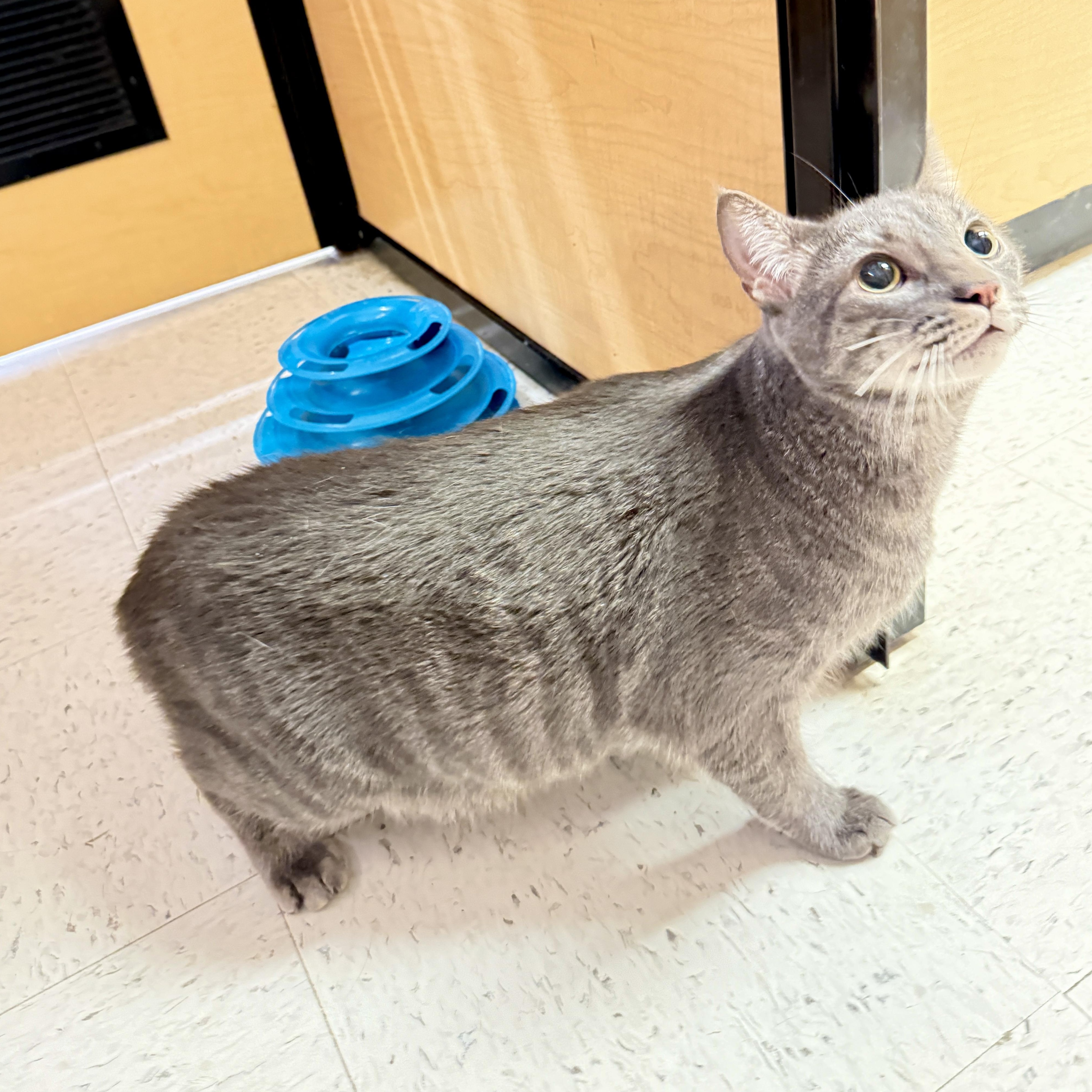 Tacoma 2.0, an adopted Domestic Short Hair in Richmond, VA image 2/2