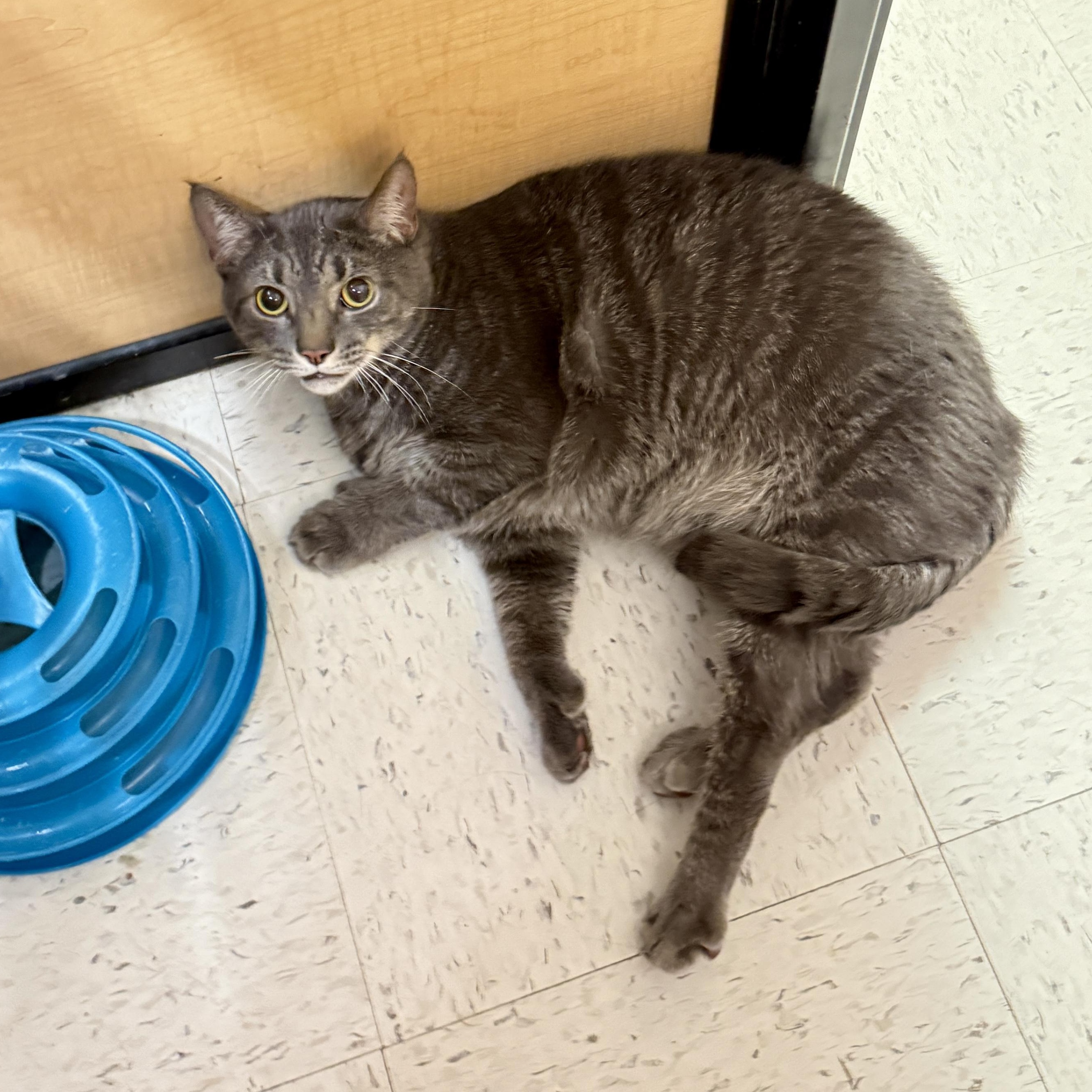 Tacoma 2.0, an adopted Domestic Short Hair in Richmond, VA image 1/2