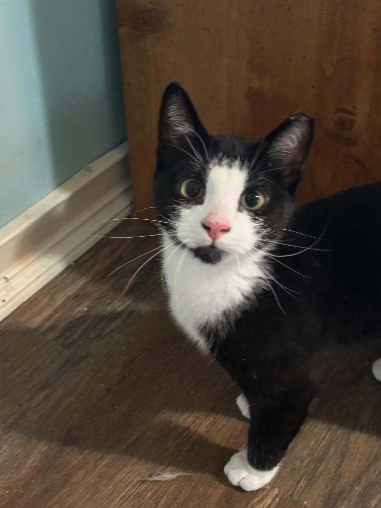 Van Goah, Adoptable, Kitten Male Domestic Short Hair.