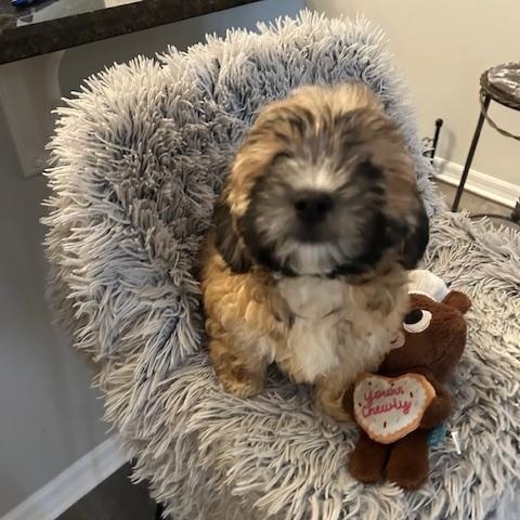 Nutmeg, adopted, Puppy Male Shih poo.