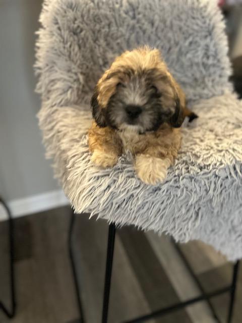 Enlarge Nutmeg, an adopted Shih poo in Maitland, FL image 2/3