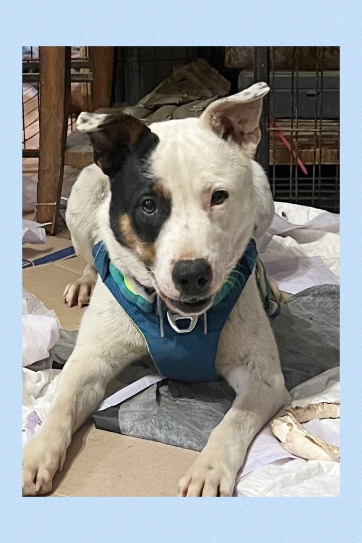 Patch, Adoptable, Adult Male Terrier.