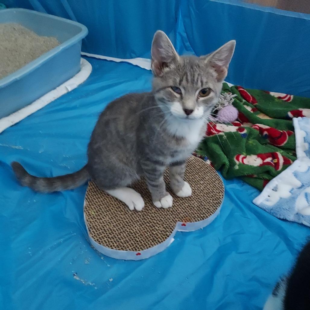 Enlarge Miracle, a Adoptable Domestic Short Hair in Ephrata, PA image 1/4