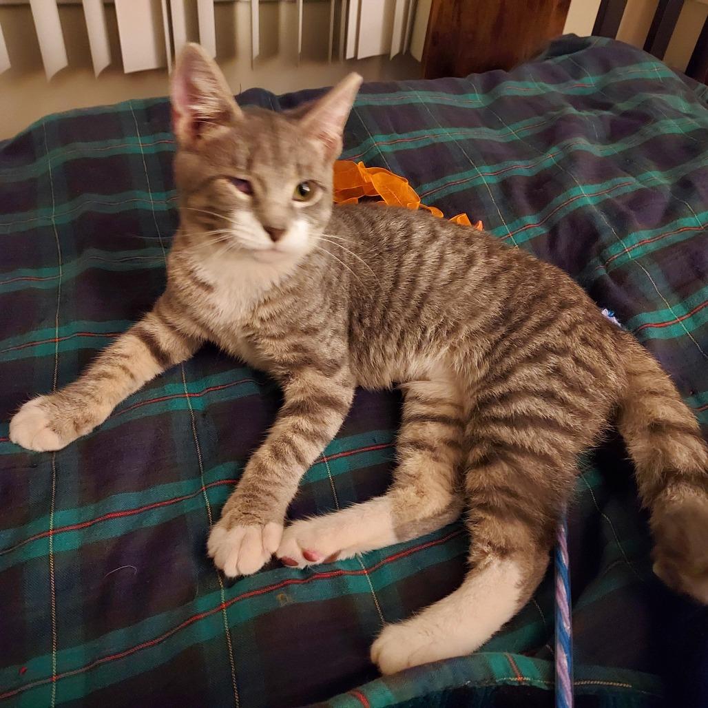 Enlarge Miracle, a Adoptable Domestic Short Hair in Ephrata, PA image 3/4