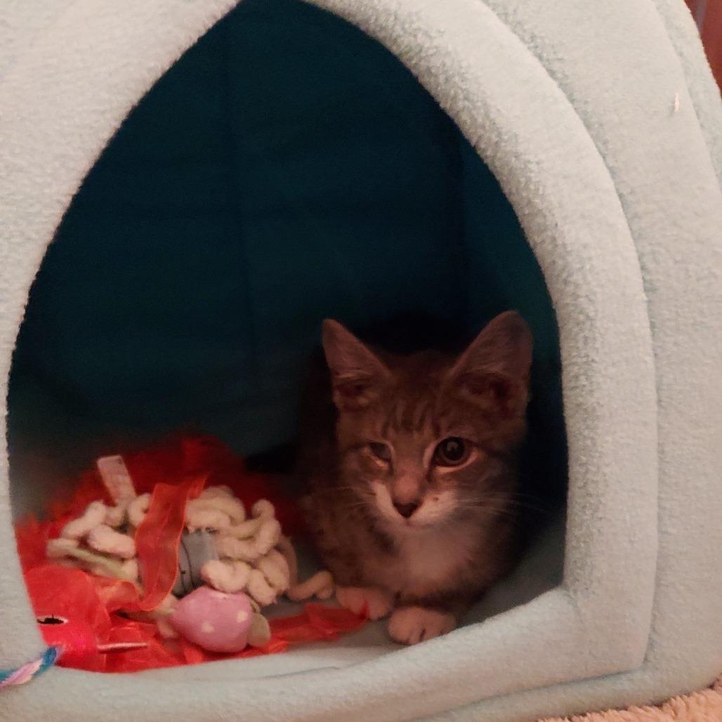 Enlarge Miracle, a Adoptable Domestic Short Hair in Ephrata, PA image 4/4