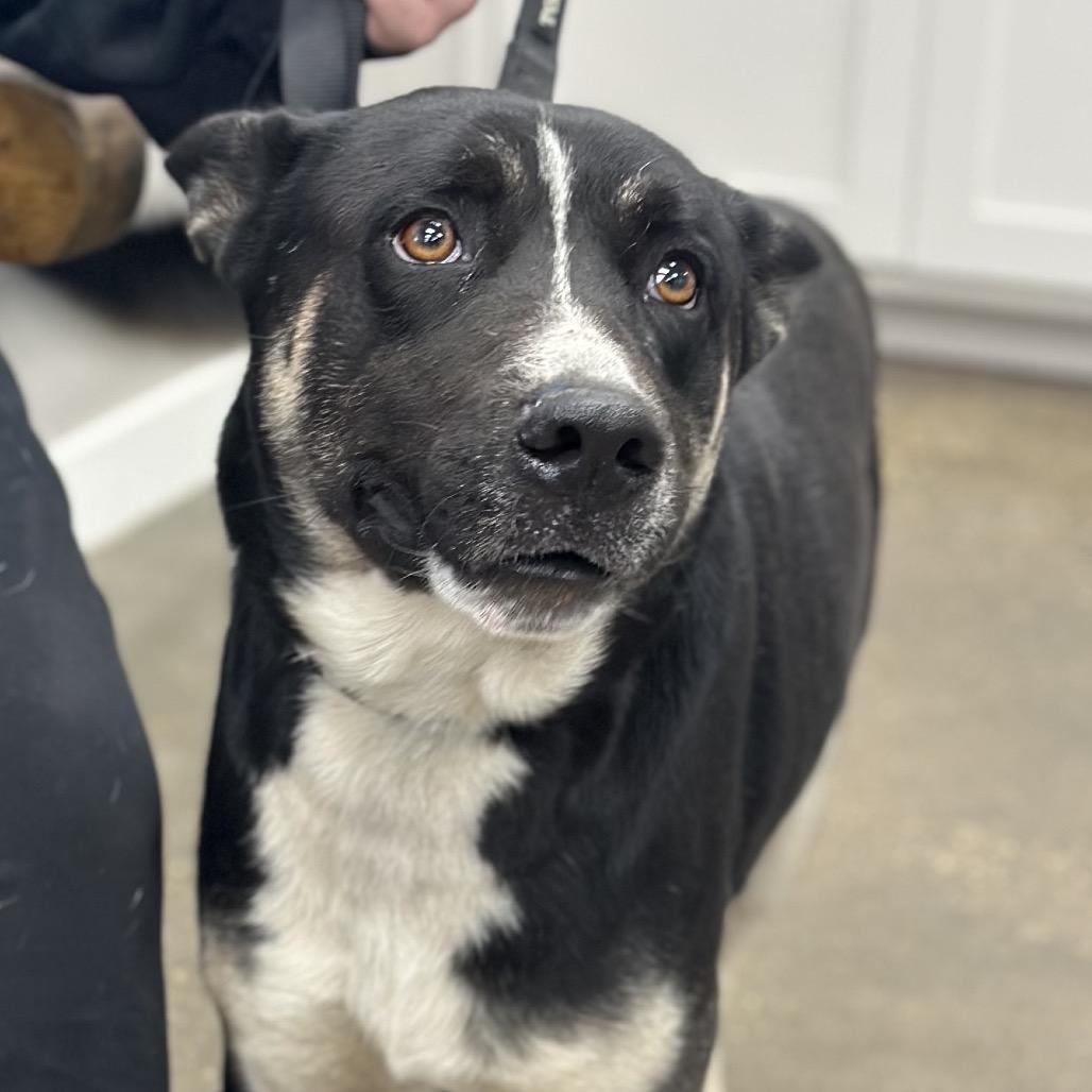 Mosh, a Adoptable Mixed Breed in Midland, TX image 1/2