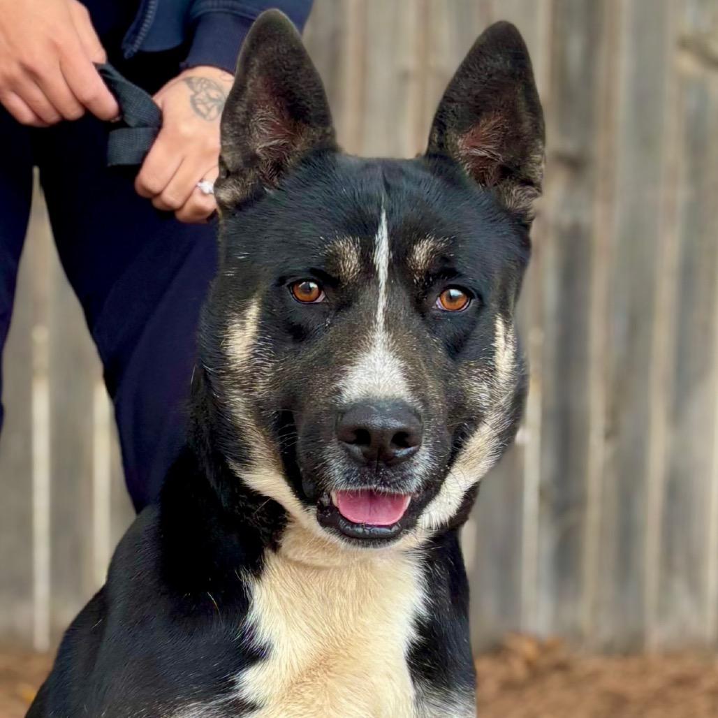 Mosh, a Adoptable Mixed Breed in Midland, TX image 2/2