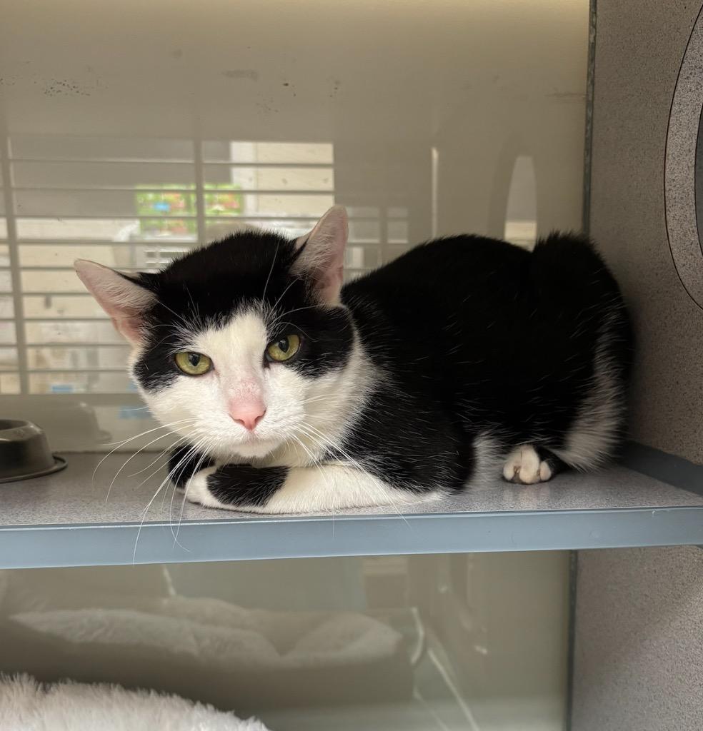 Sebastian, Adoptable, Adult Male Domestic Short Hair.