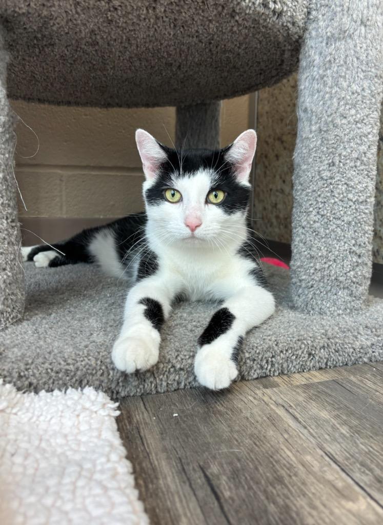 Sebastian, Adoptable, Adult Male Domestic Short Hair.