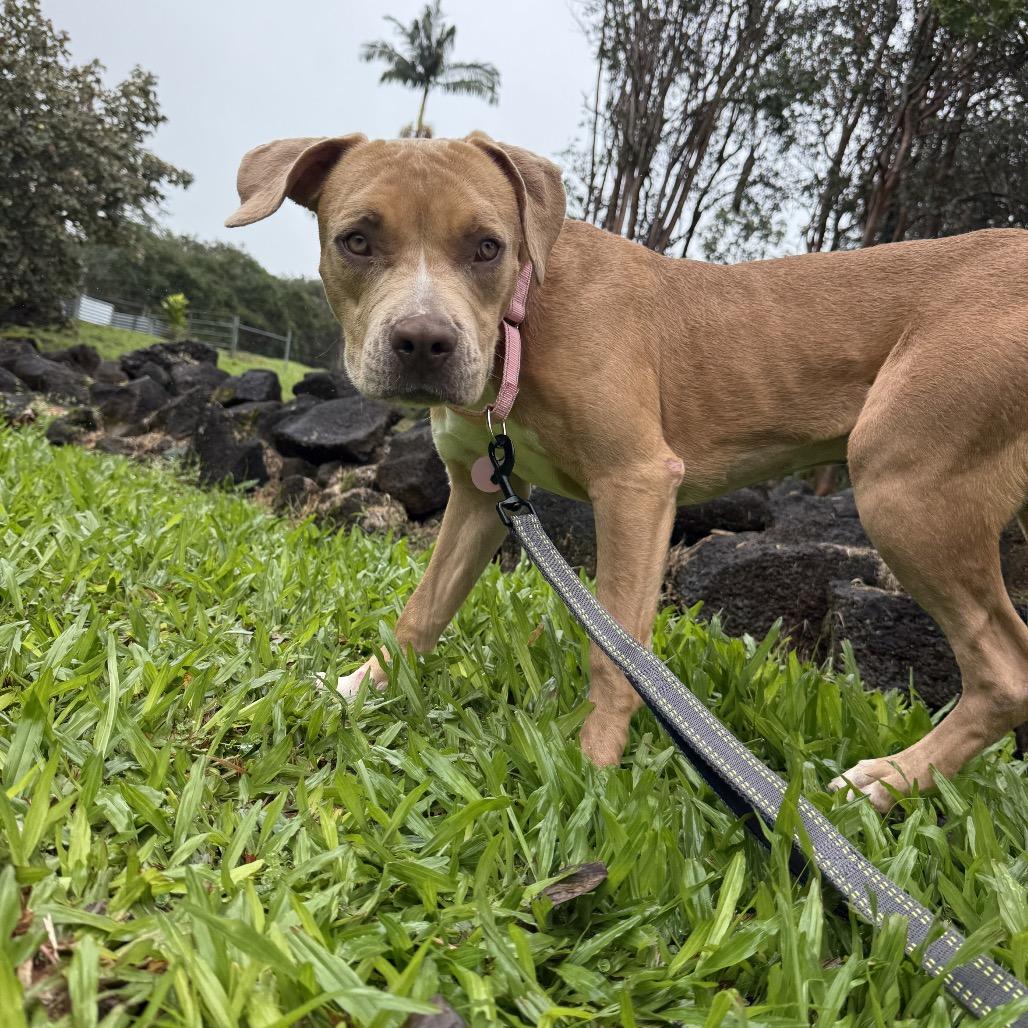 Enlarge CUTIE PATOOTIE, a Adoptable mixed breed in Volcano, HI image 1/6