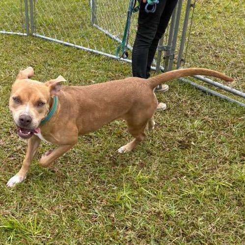Enlarge CUTIE PATOOTIE, a Adoptable mixed breed in Volcano, HI image 2/6