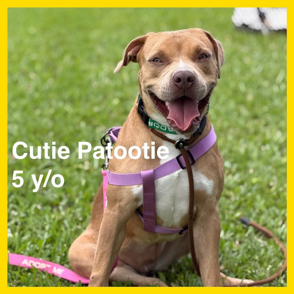 Enlarge CUTIE PATOOTIE, a Adoptable mixed breed in Volcano, HI image 3/6