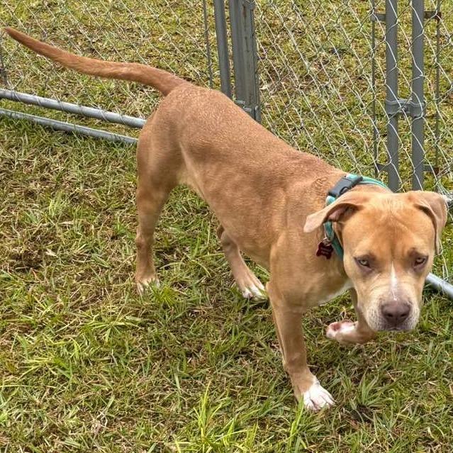 Enlarge CUTIE PATOOTIE, a Adoptable mixed breed in Volcano, HI image 4/6