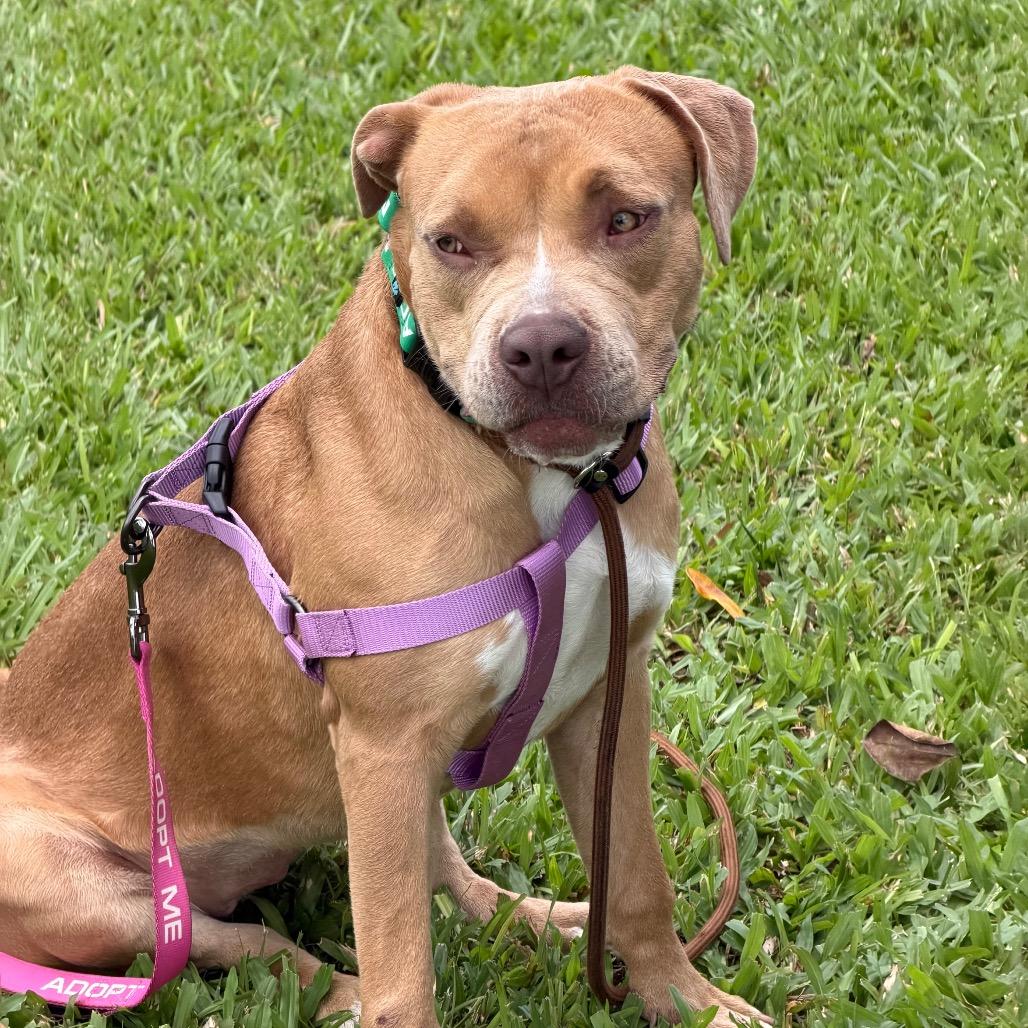 Enlarge CUTIE PATOOTIE, a Adoptable mixed breed in Volcano, HI image 6/6