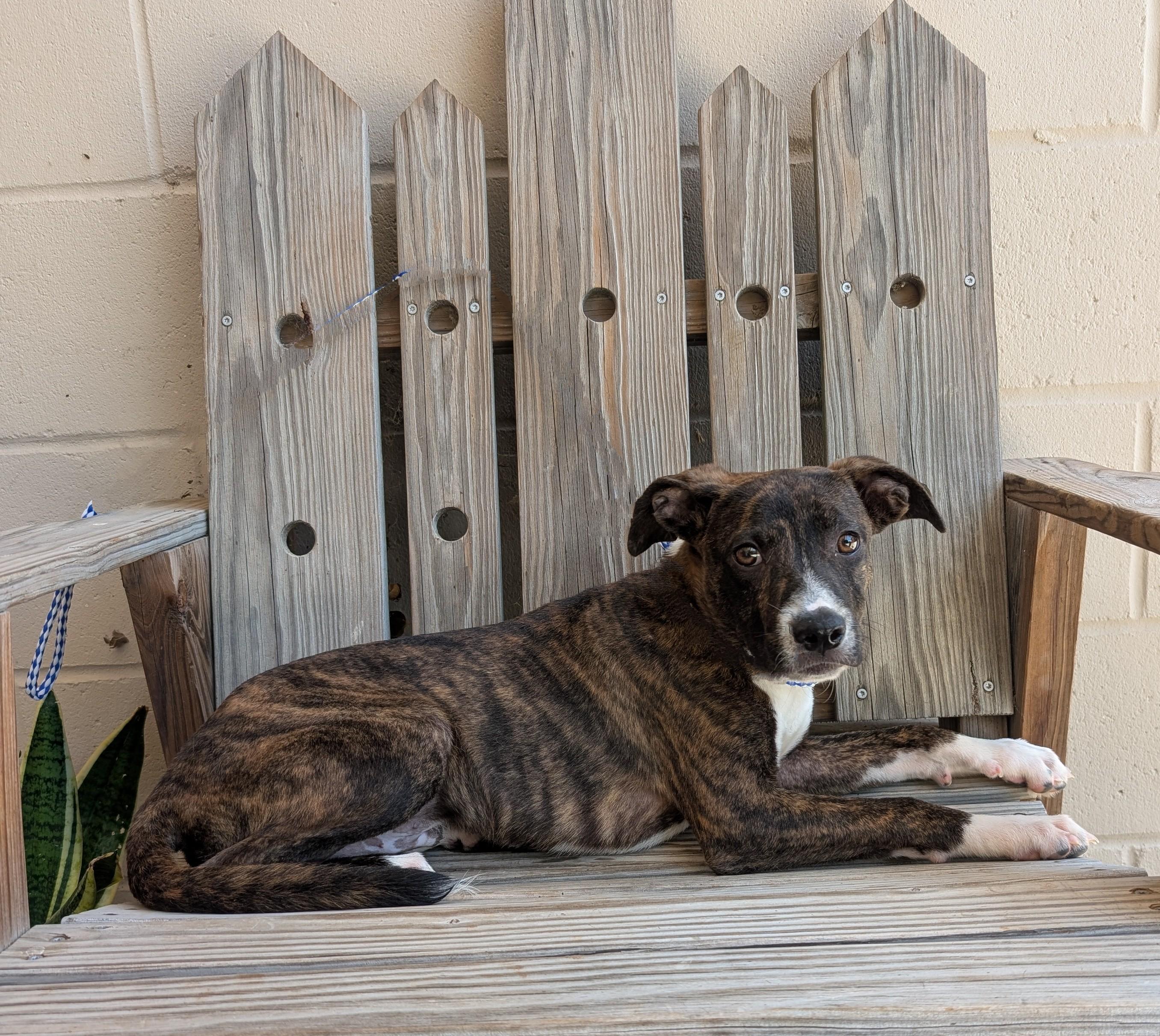 Enlarge Judah, a Adoptable mixed breed in Parsons, KS image 1/1