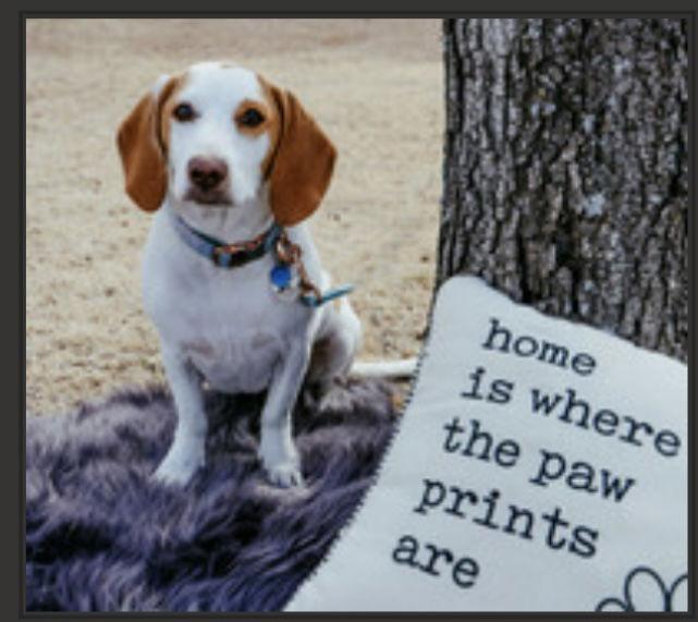 Gemma, Adoptable, Puppy Female Basset Hound & Beagle.