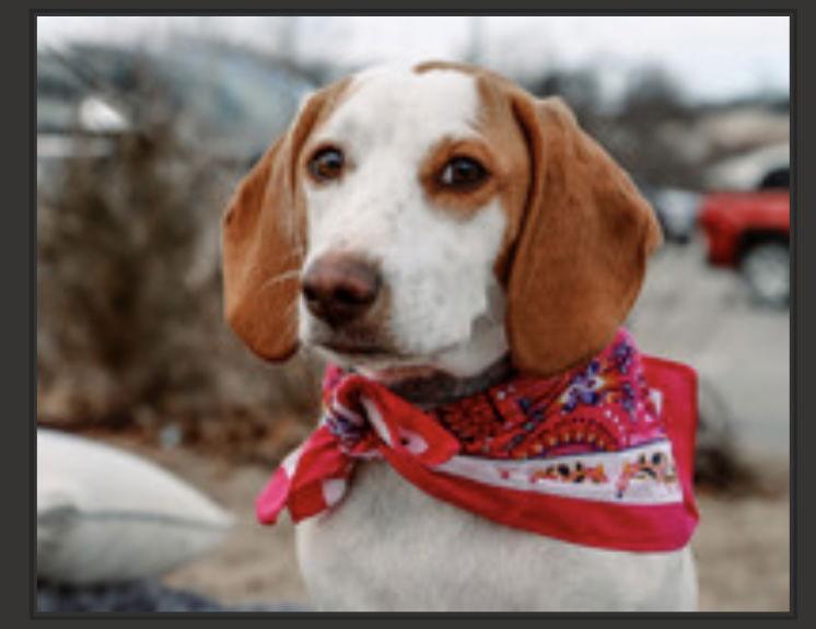 Gemma, a Adoptable mixed breed in Carrollton, TX image 2/3