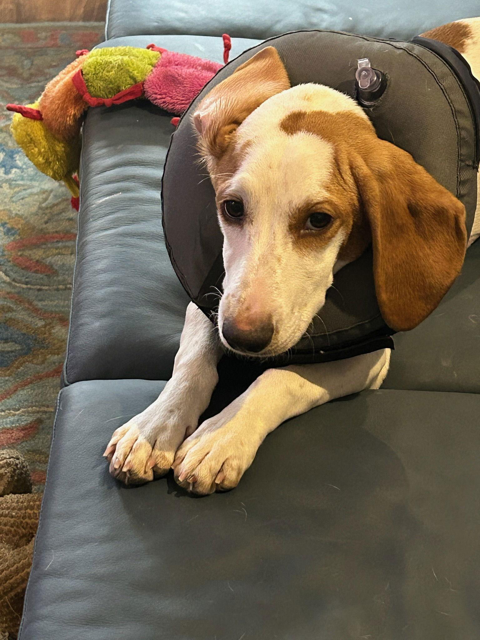 Gemma, Adoptable, Puppy Female Basset Hound & Beagle.