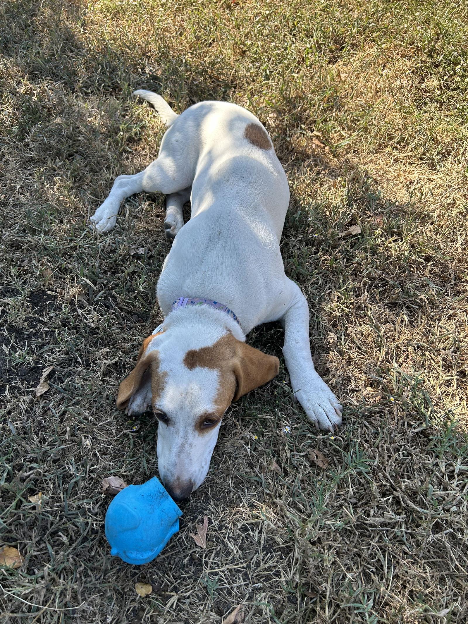 Enlarge Gemma, a Adoptable mixed breed in Carrollton, TX image 3/3
