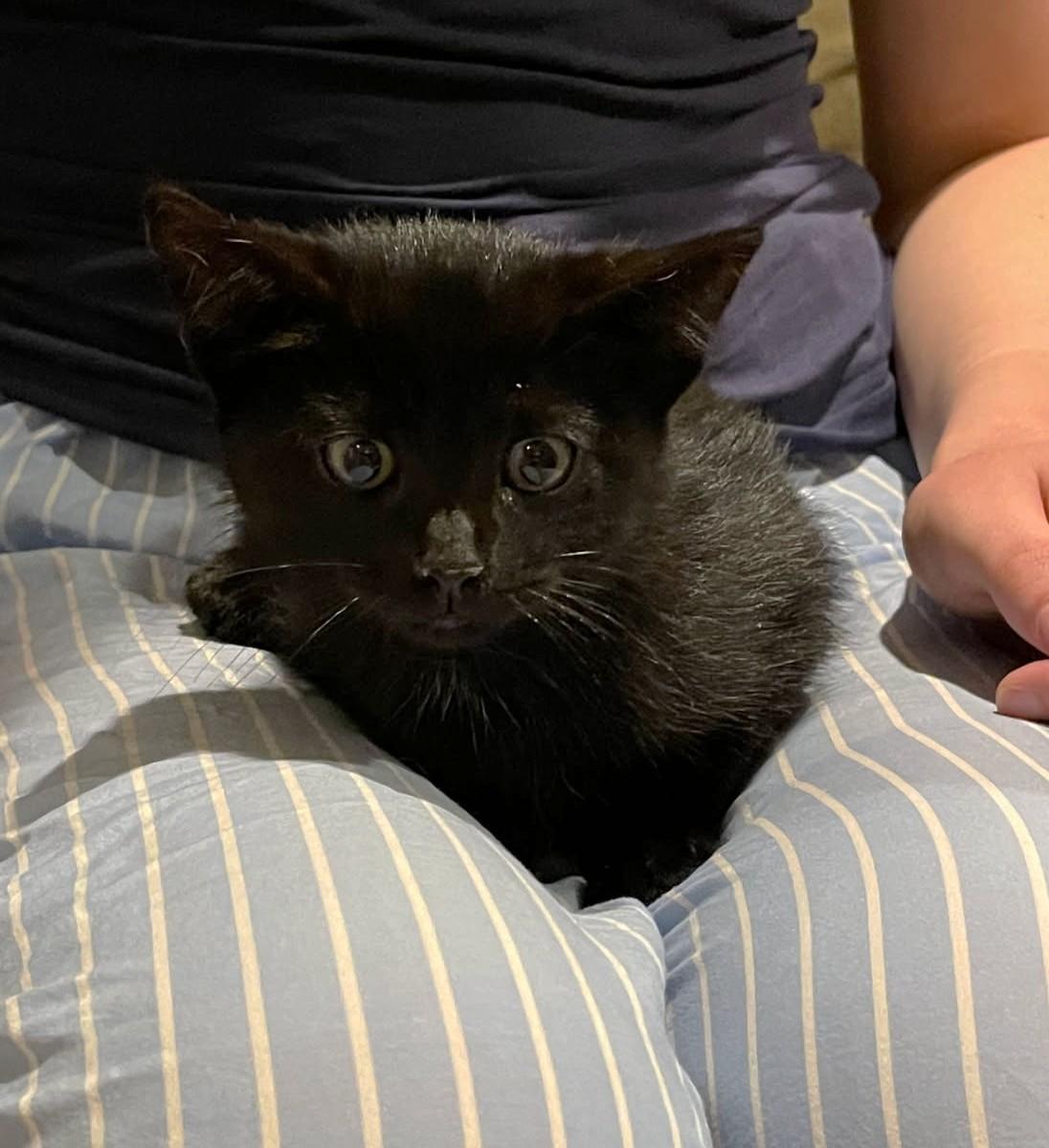 Pepper - in foster care photo 2