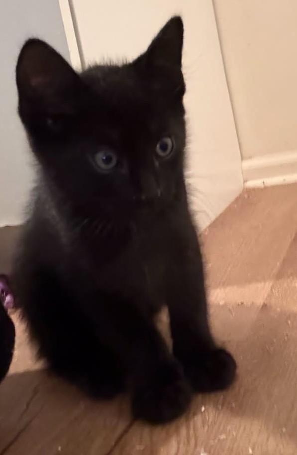 Pepper - in foster care