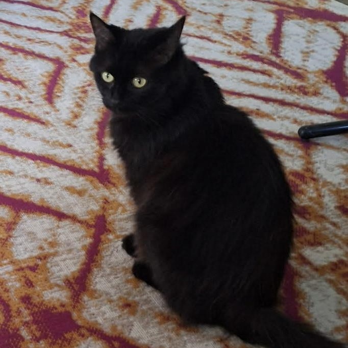 Rosewood, ADOPTABLE, Young Female Domestic Long Hair.