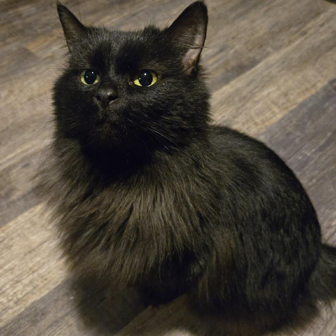 Enlarge Rosewood, a ADOPTABLE Domestic Long Hair in Westland, MI image 1/5