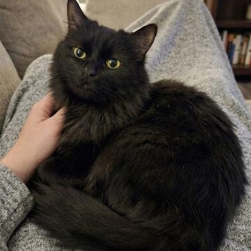 Enlarge Rosewood, a ADOPTABLE Domestic Long Hair in Westland, MI image 2/5
