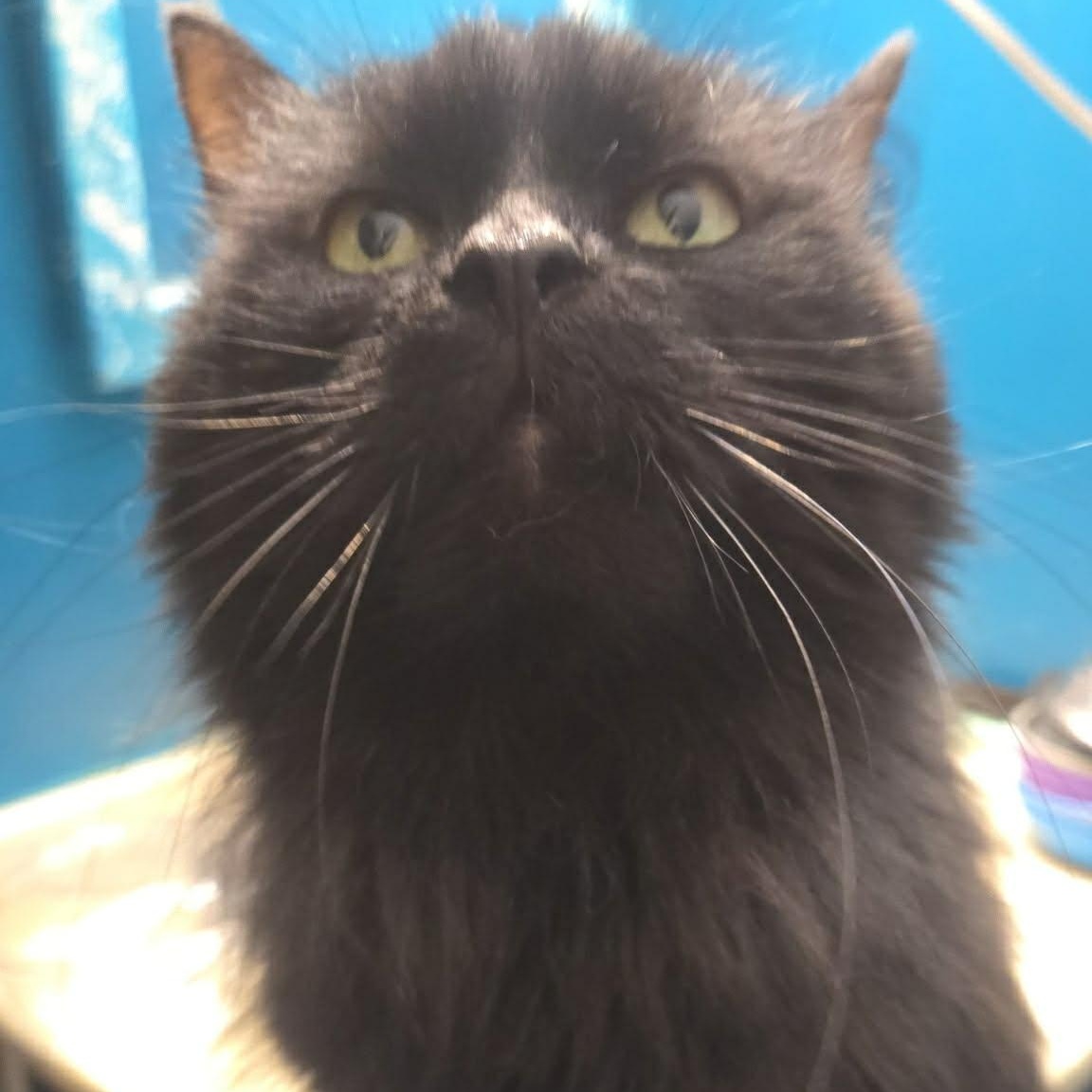 Enlarge Rosewood, a ADOPTABLE Domestic Long Hair in Westland, MI image 4/5