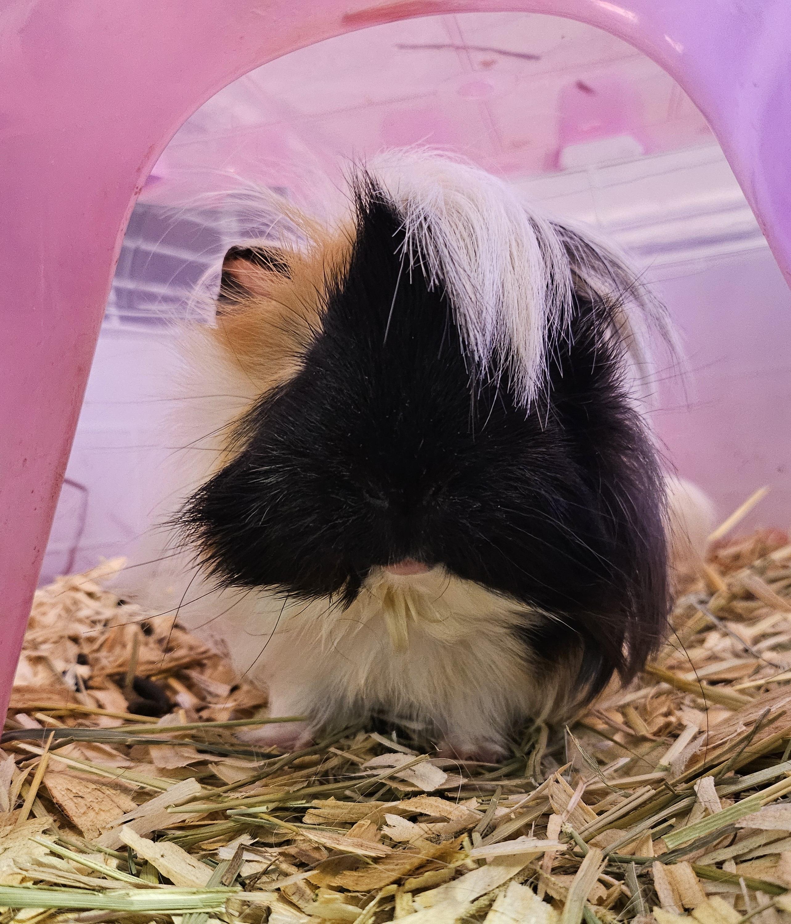 Enlarge Tumblepuff, an adopted Peruvian in South Elgin, IL image 2/2