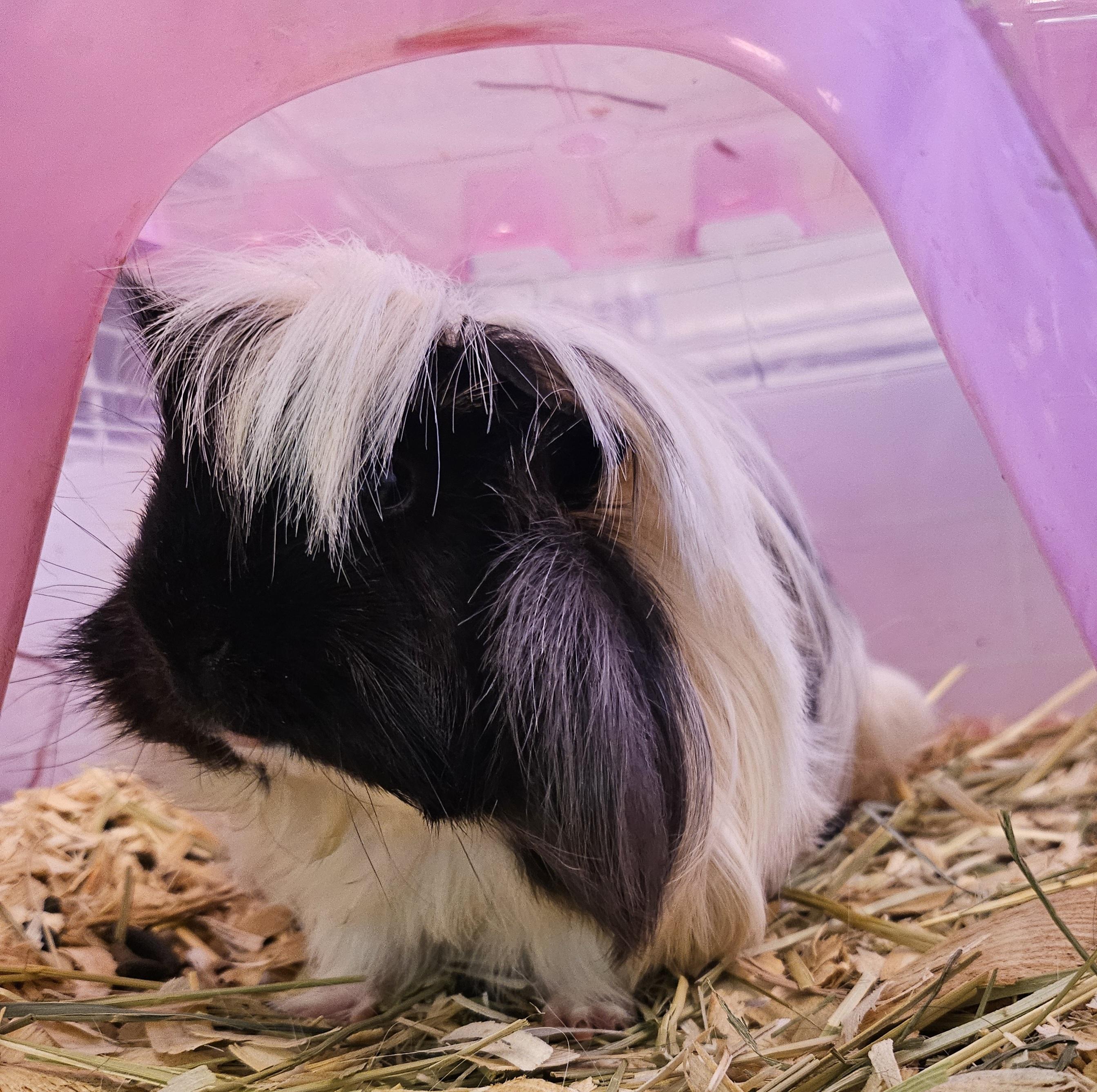 Enlarge Tumblepuff, an adopted Peruvian in South Elgin, IL image 1/2