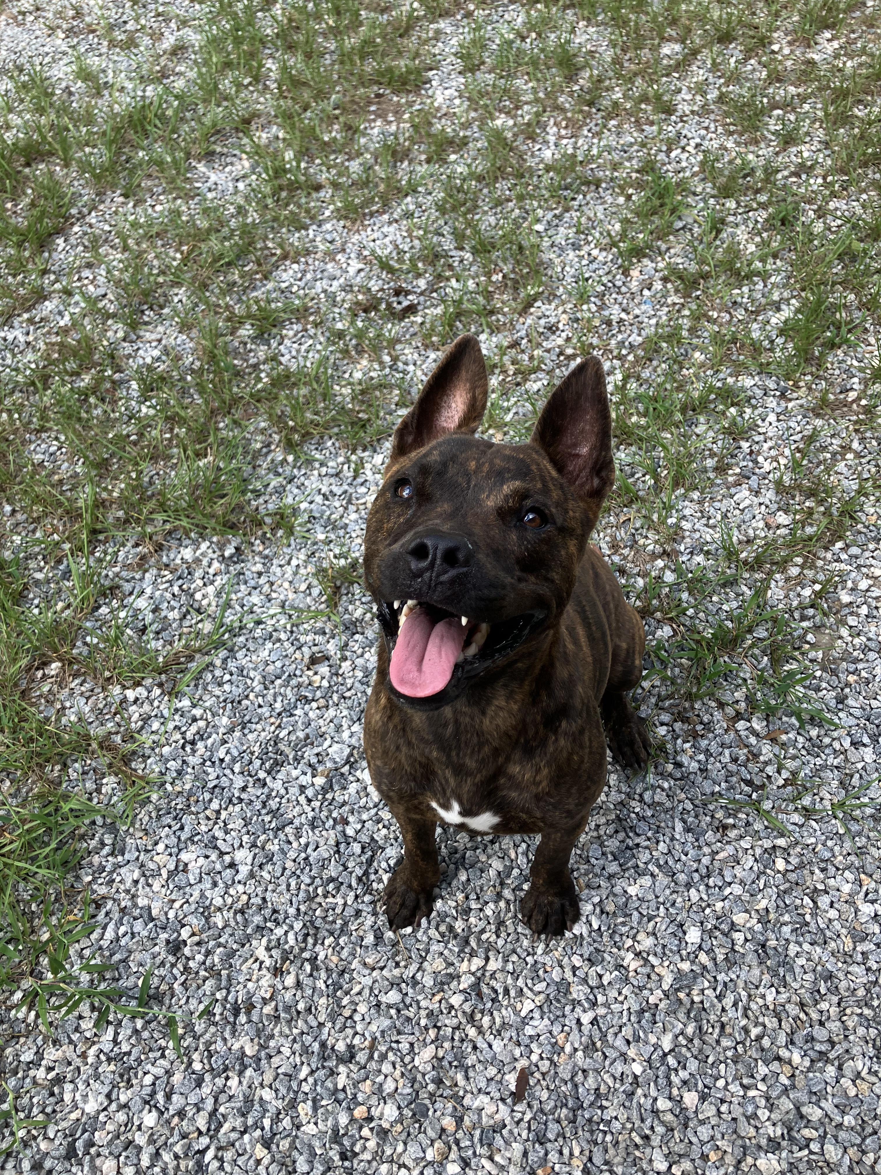 Enlarge Sally, a Adoptable mixed breed in Darien, GA image 4/4