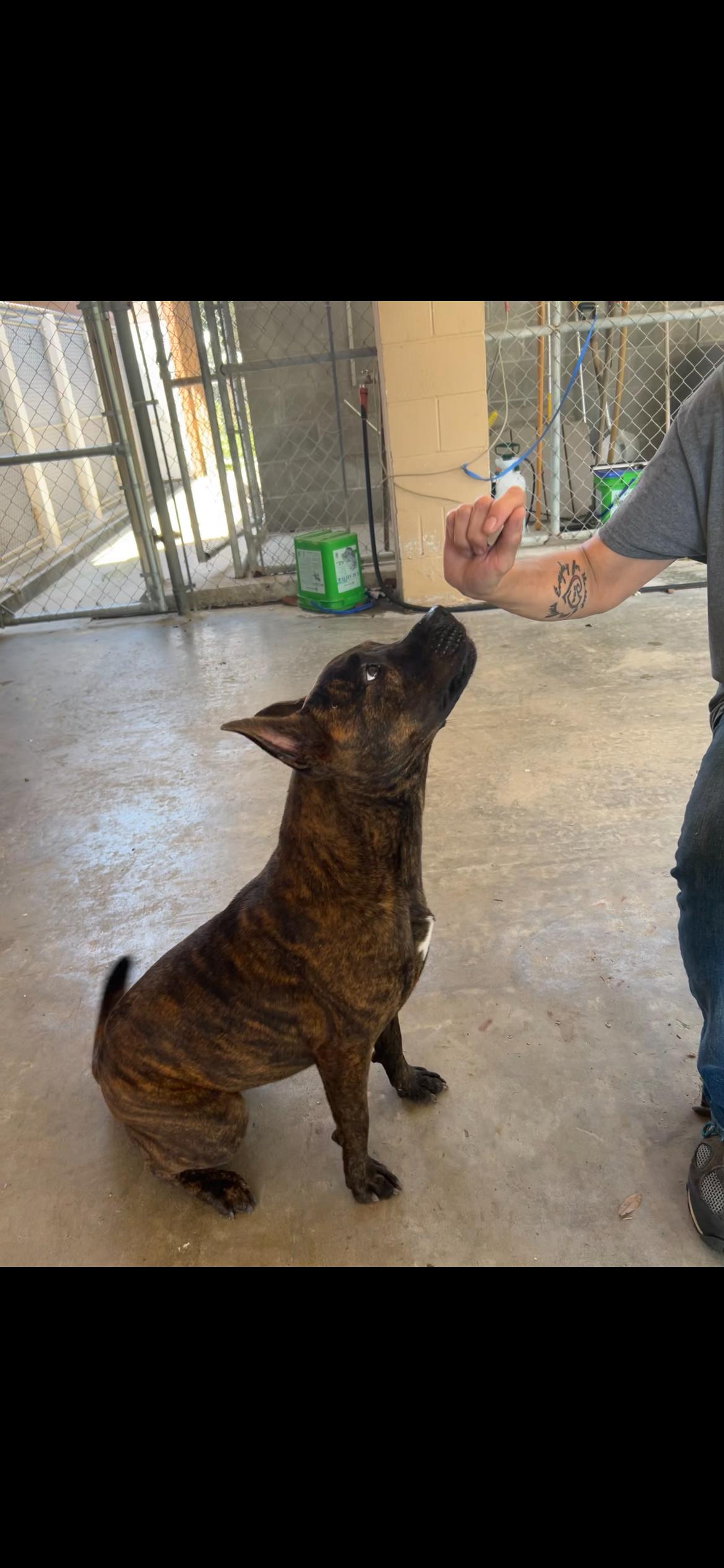 Enlarge Sally, a Adoptable mixed breed in Darien, GA image 2/4