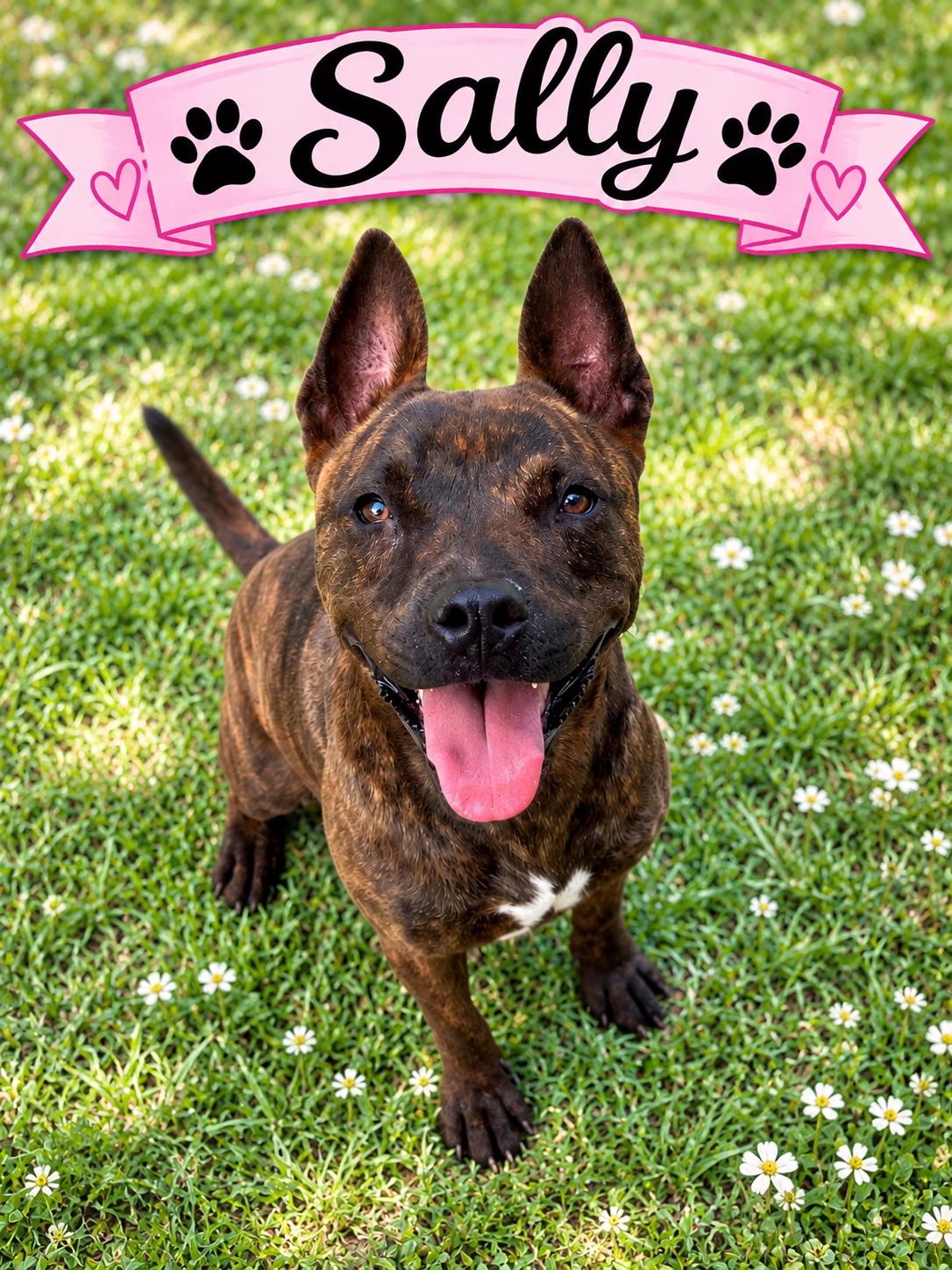 Enlarge Sally, a Adoptable mixed breed in Darien, GA image 1/4