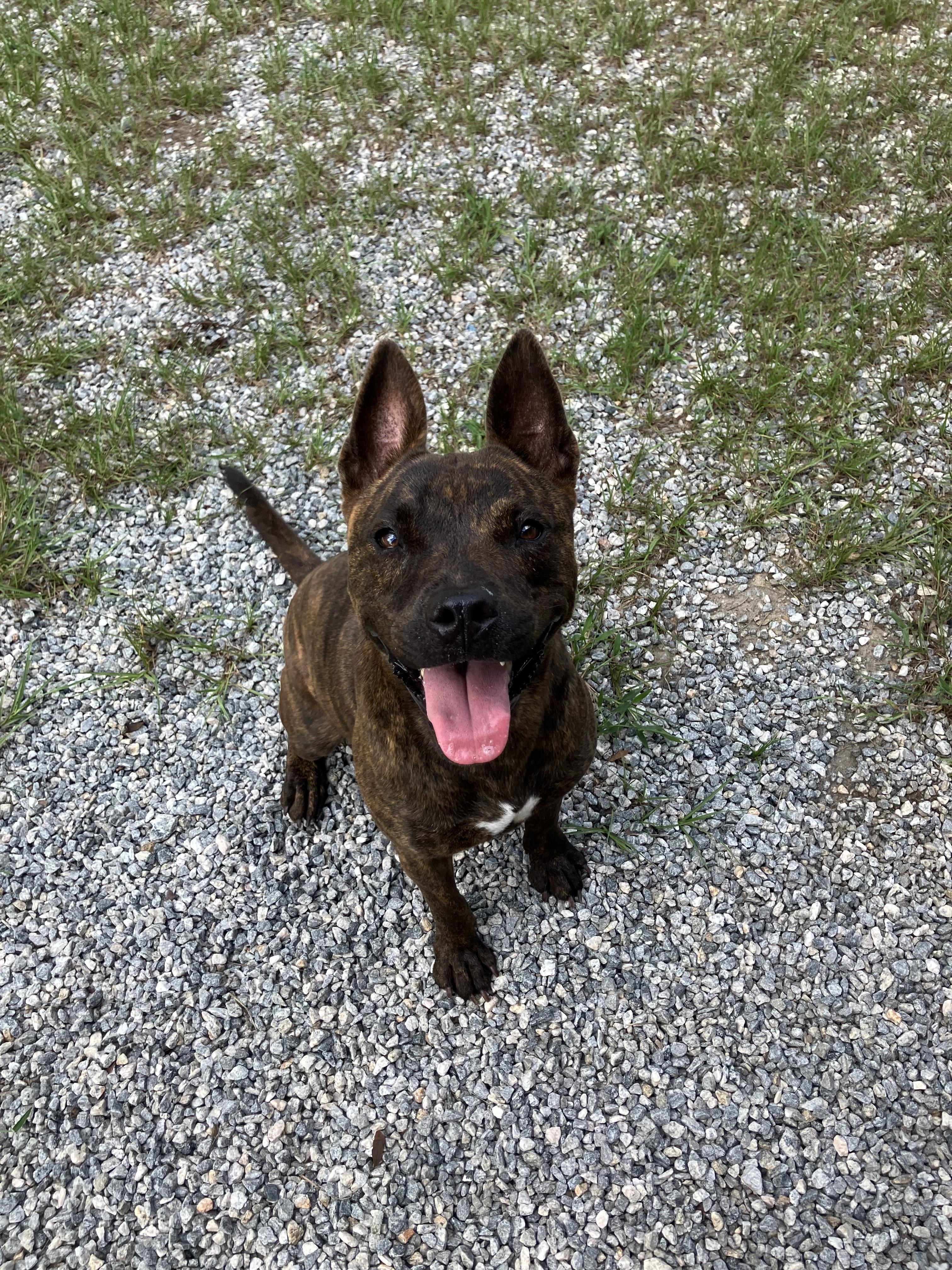 Enlarge Sally, a Adoptable mixed breed in Darien, GA image 3/4